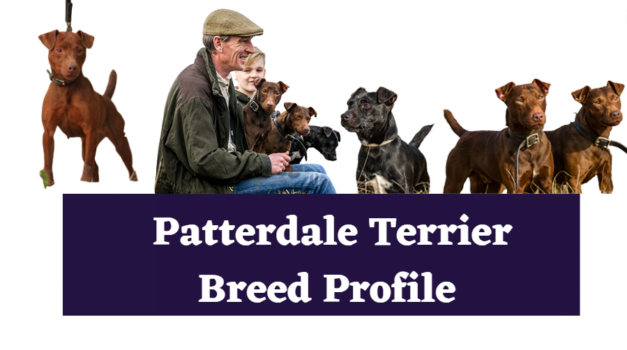 Patterdale Terrier Breed Profile
